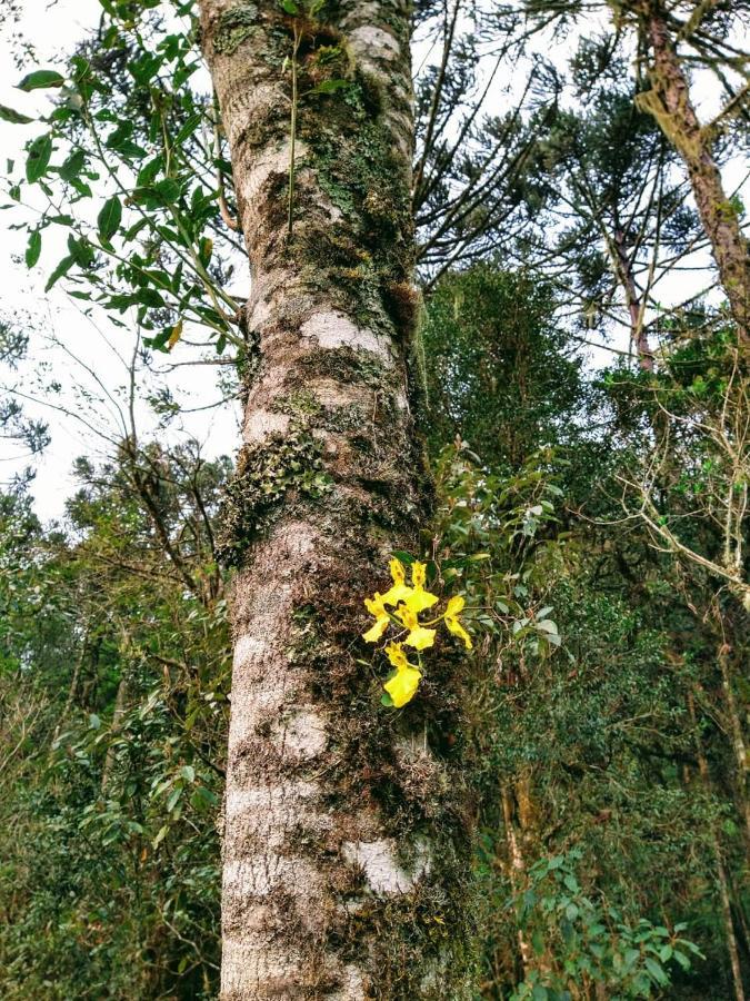 Chales Estancia Cachoeira Do Avencal Urubici Zewnętrze zdjęcie
